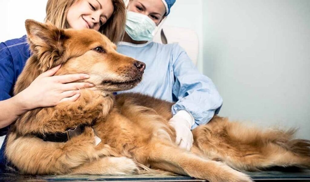 An Overview Of Kidney Disease In Dogs