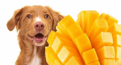 Are Mangoes Safe for Dogs?