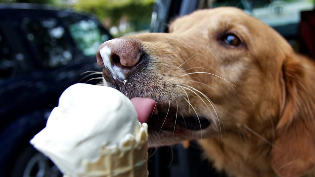 Can Dogs Eat Mango Ice Cream?
