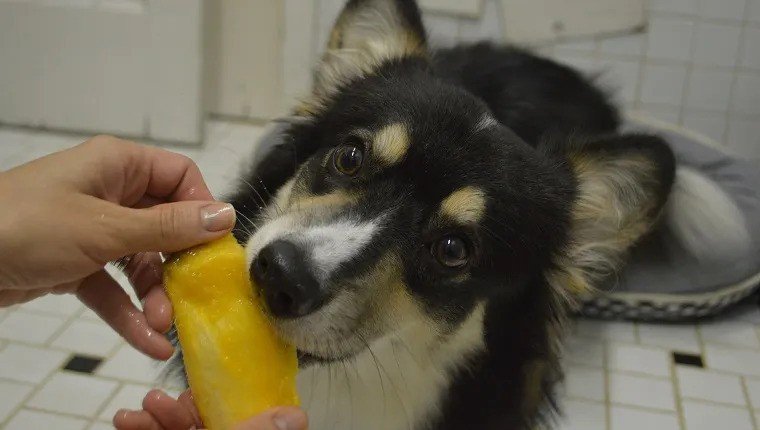 Can Dogs Eat Mango Seeds?