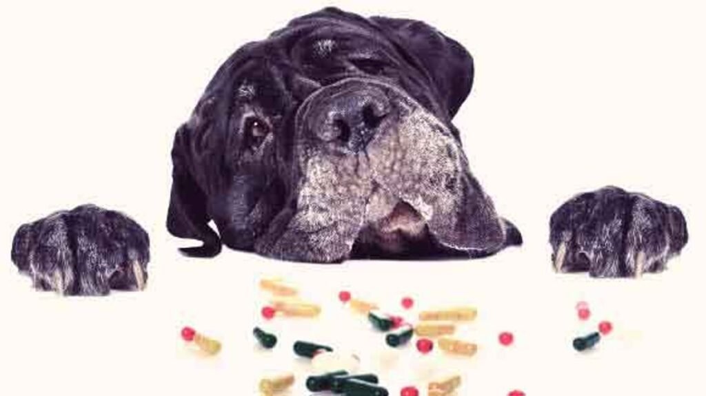 Can Dogs Have Aspirin?