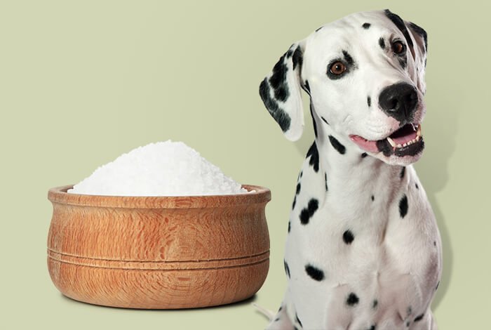 Can Dogs Have Powdered Sugar?
