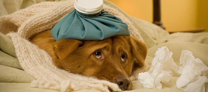 Can Dogs Tell When You're Sick With a Cold