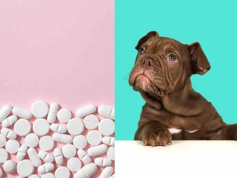 Can I Give My Dog Aspirin?