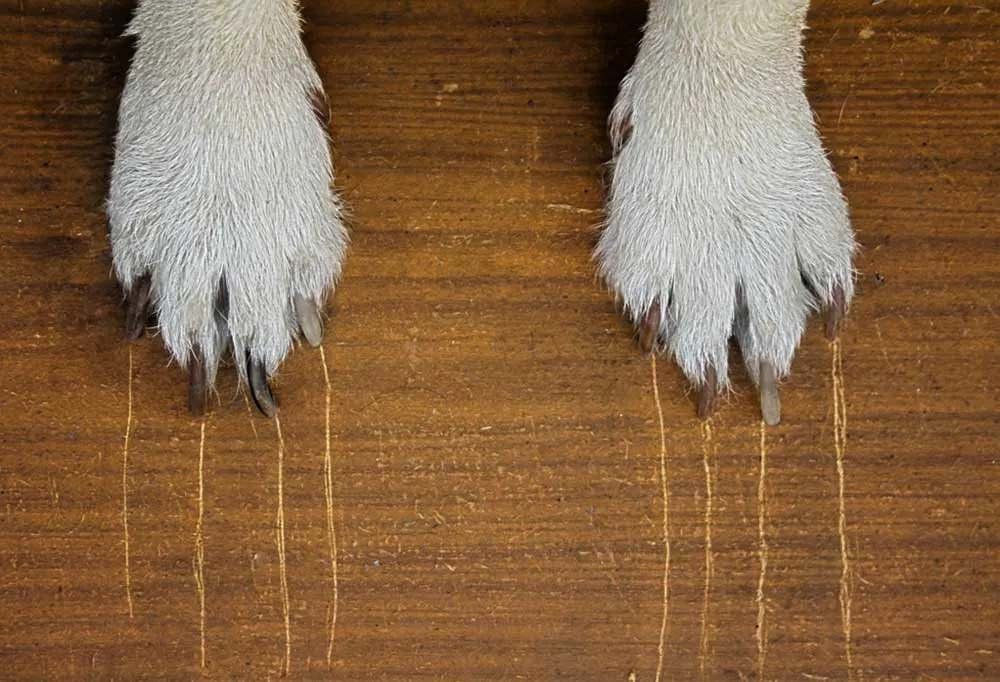 Common Reasons Why a Dog’s Nail Turns Black