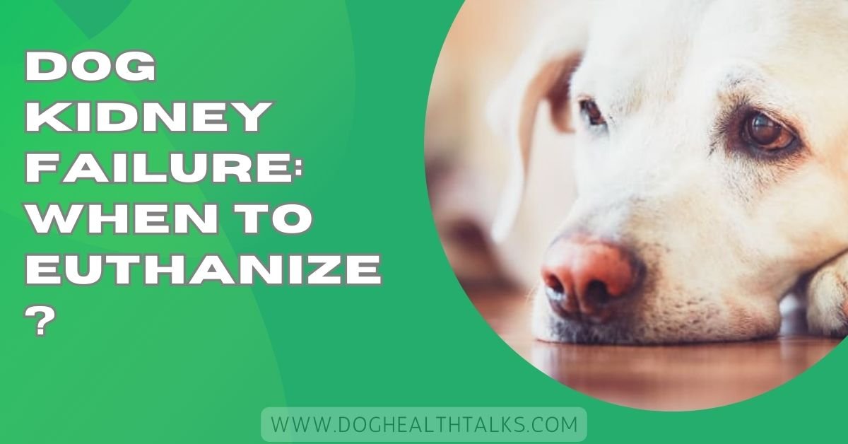 Dog Kidney Failure: When To Euthanize?