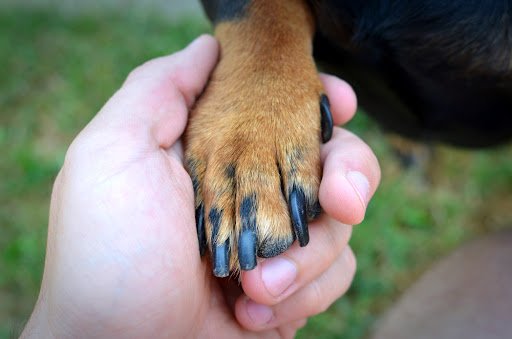 Dog Nail Turning Black After Injury