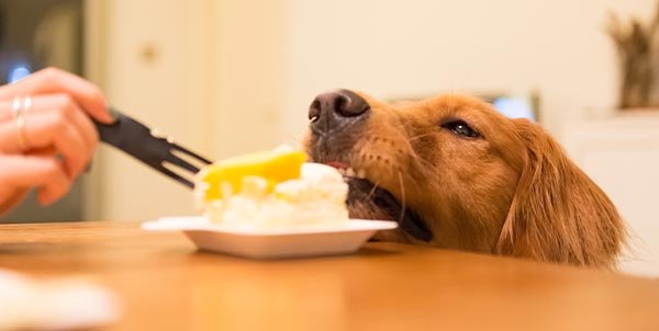 Health Risks of Artificial Sweeteners for Dogs