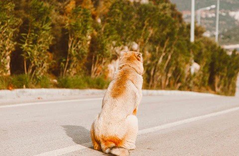 Home Remedies for Dog Scooting