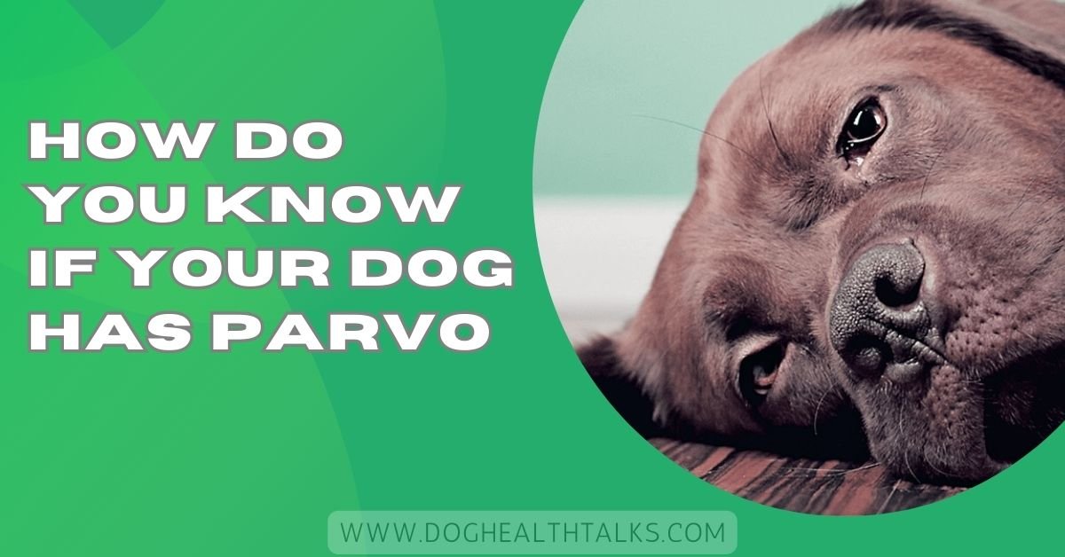 How Do You Know If Your Dog Has Parvo