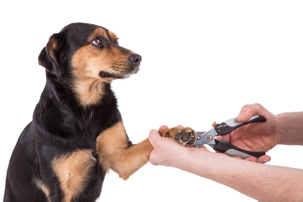 How to Identify Why Your Dog Is Chewing Their Nails