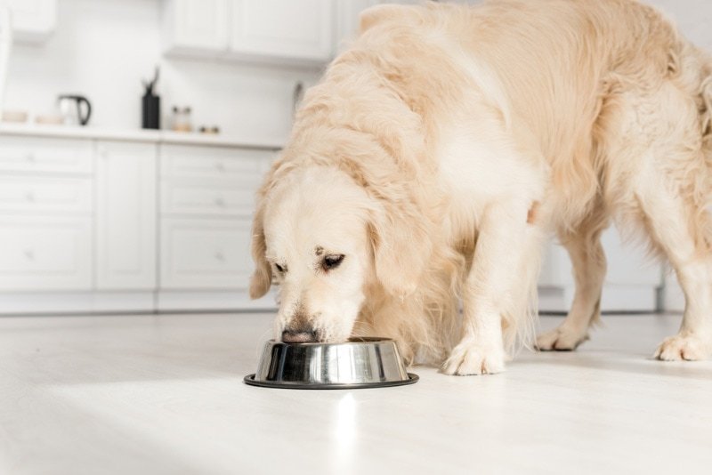 Human Foods Dogs Should Never Eat