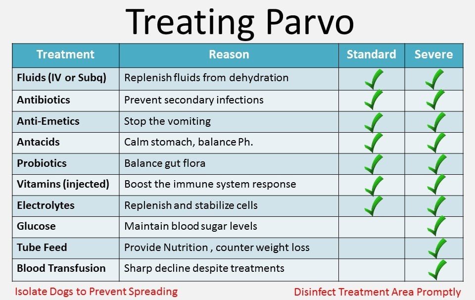 Parvo Treatment in Dogs and Puppies