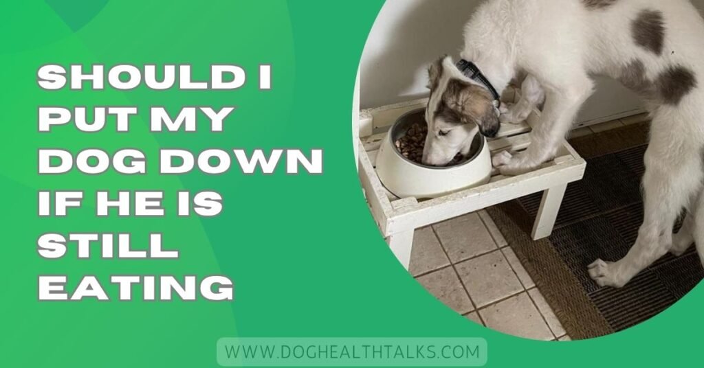 Should I Put My Dog Down If He Is Still Eating