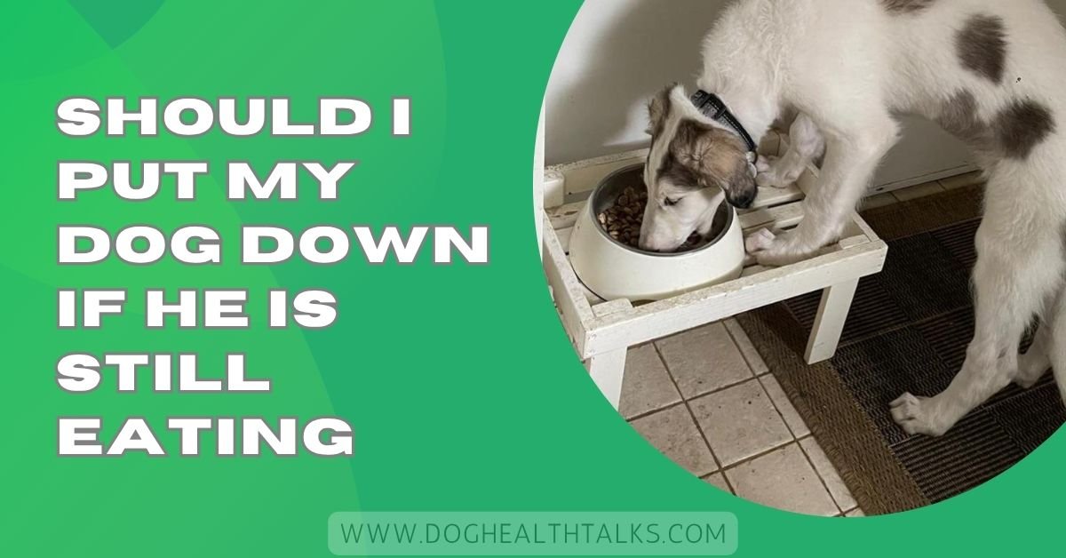 Should I Put My Dog Down If He Is Still Eating