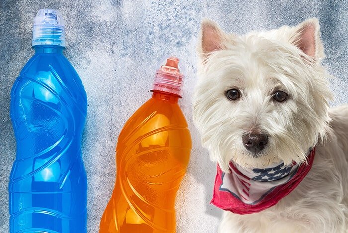 Tips for Keeping Your Dog Hydrated