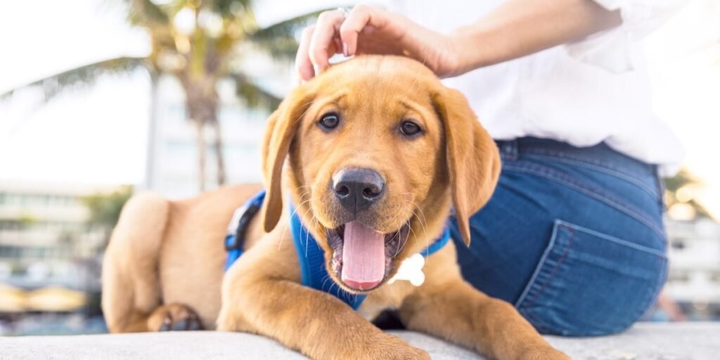 Top Home Remedies for Dog Cough