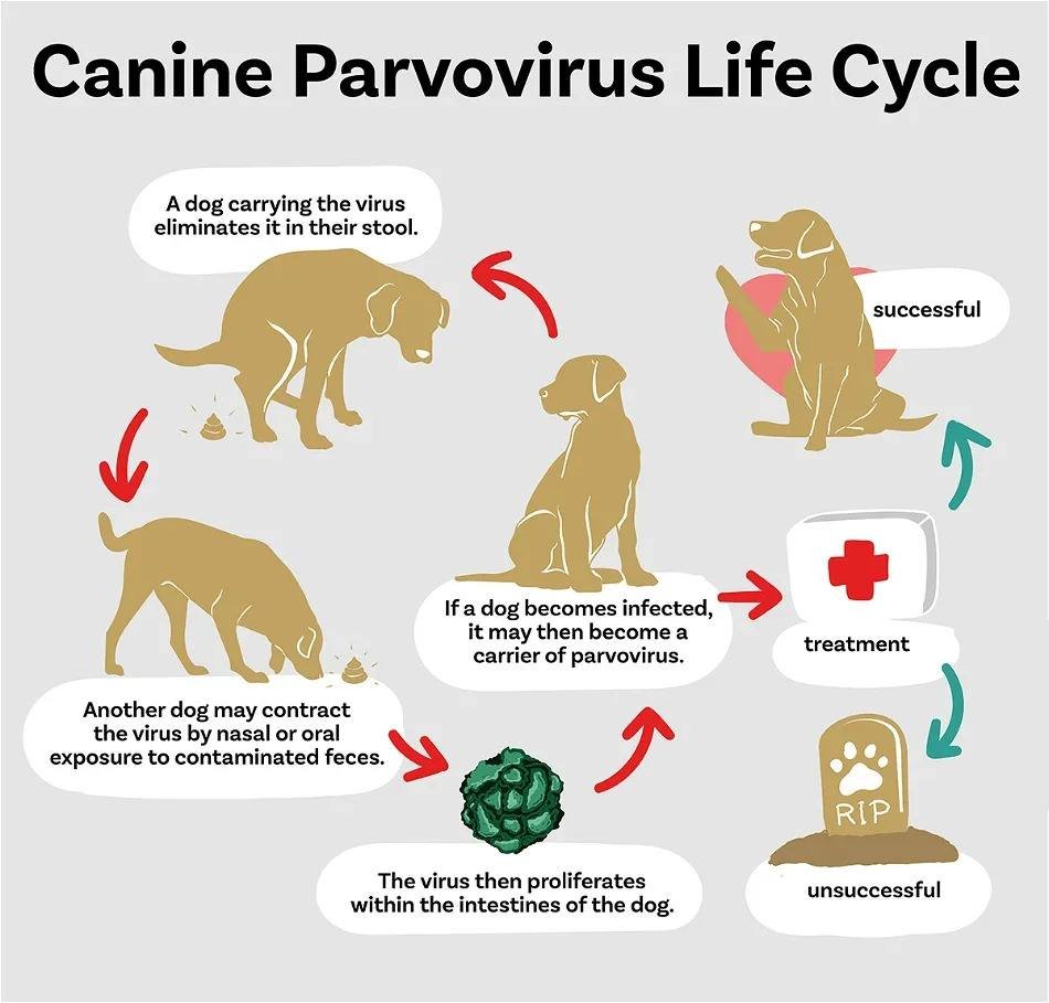 What Are The Last Stages Of Parvo Before It Kills Your Puppy