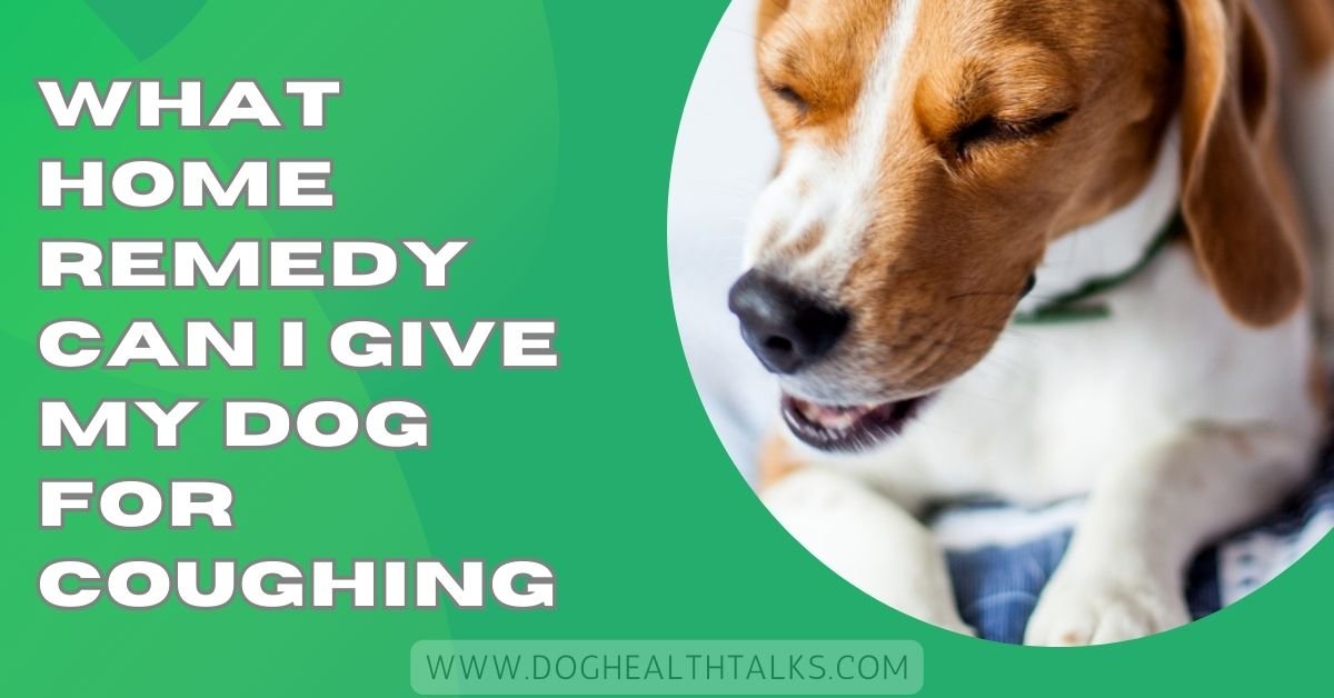 What Home Remedy Can I Give My Dog For Coughing