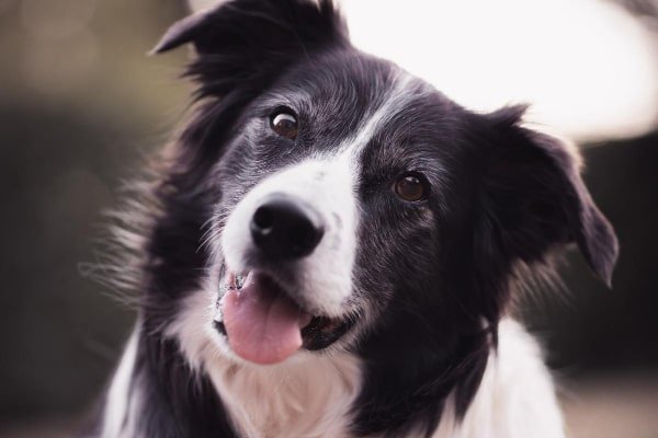 What Your Dog Wants You To Know About Saying Goodbye