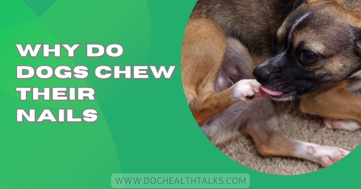 Why Do Dogs Chew Their Nails