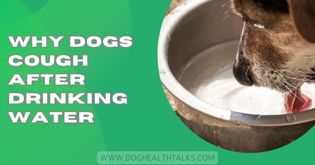 Why Dogs Cough After Drinking Water