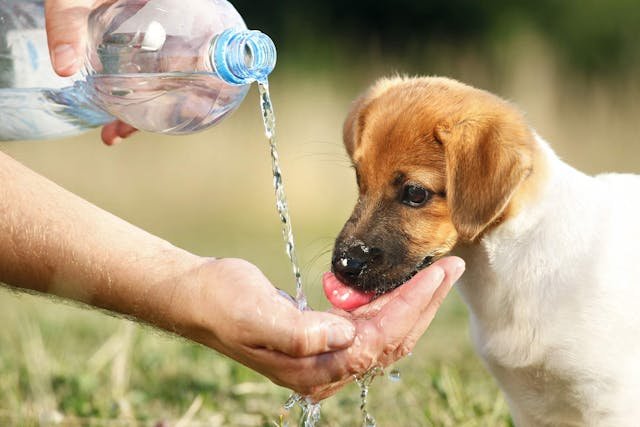 Why Dogs Cough After Drinking Water At Night