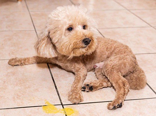 Why Dogs Vomit Blood