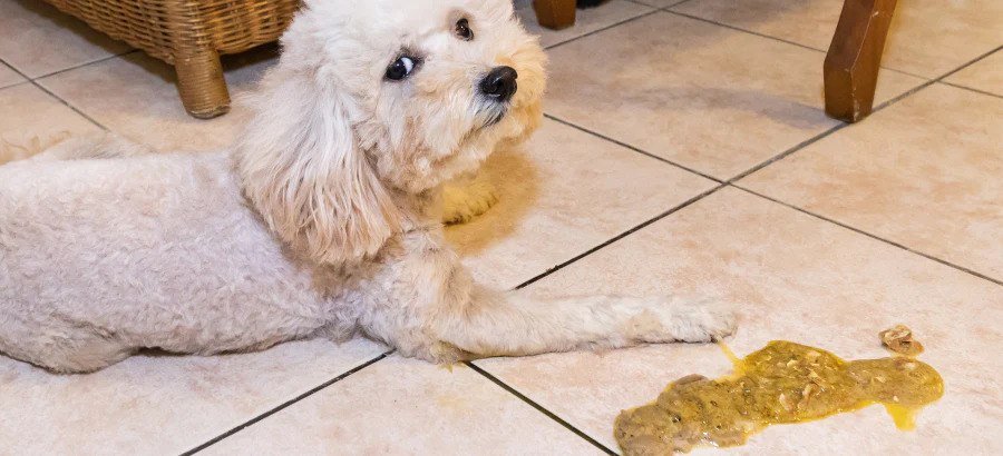 Why Is My Dog Throwing Up Yellow?