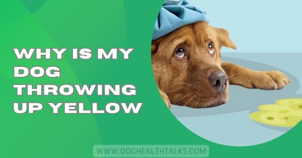 Why Is My Dog Throwing Up Yellow
