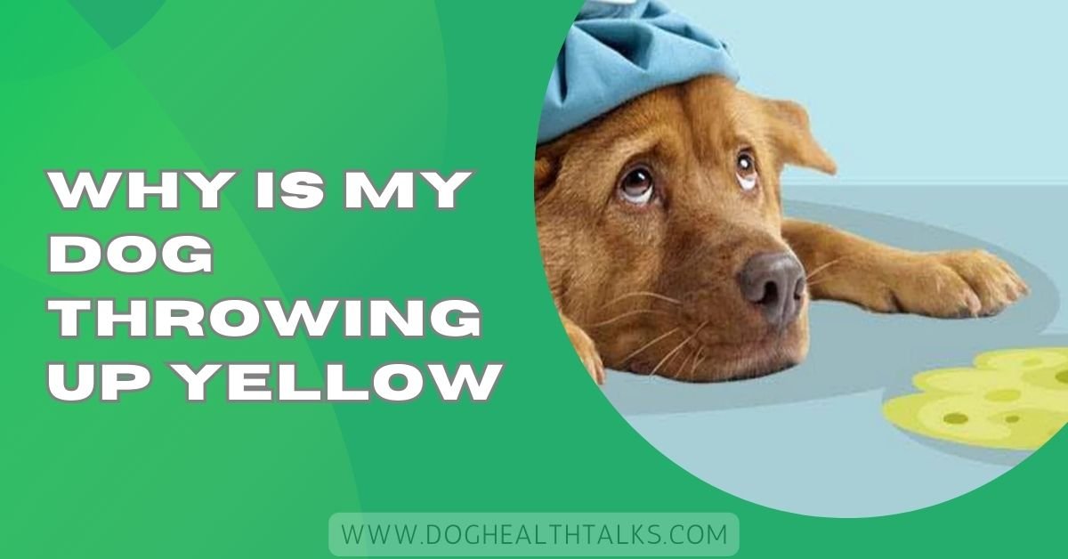 Why Is My Dog Throwing Up Yellow