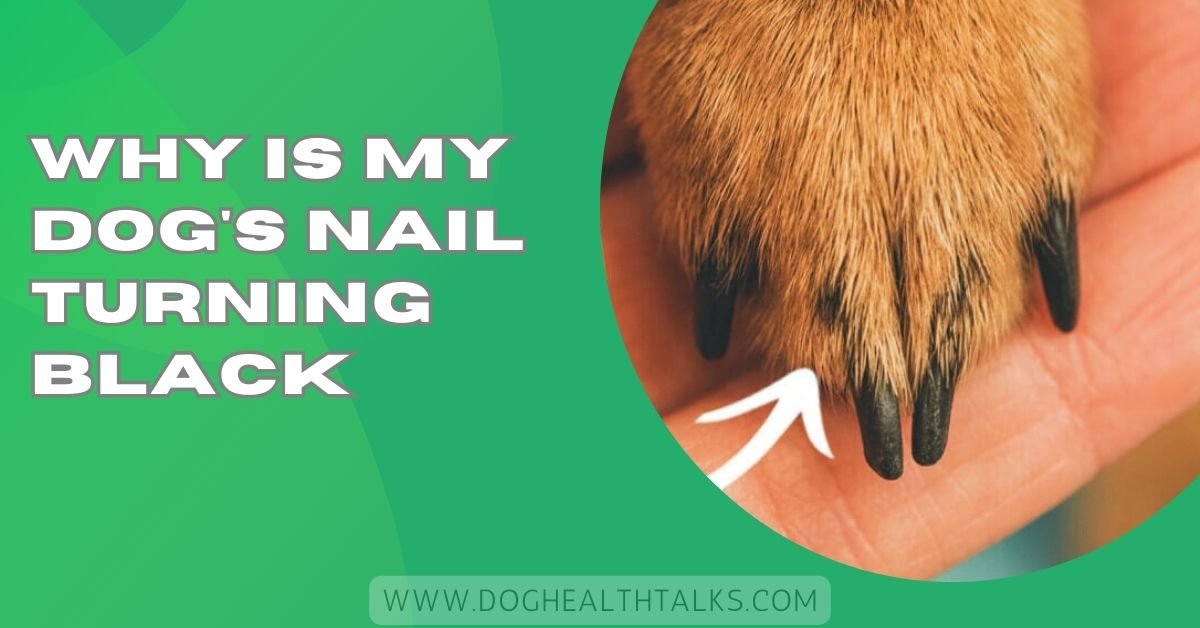 Why Is My Dog's Nail Turning Black