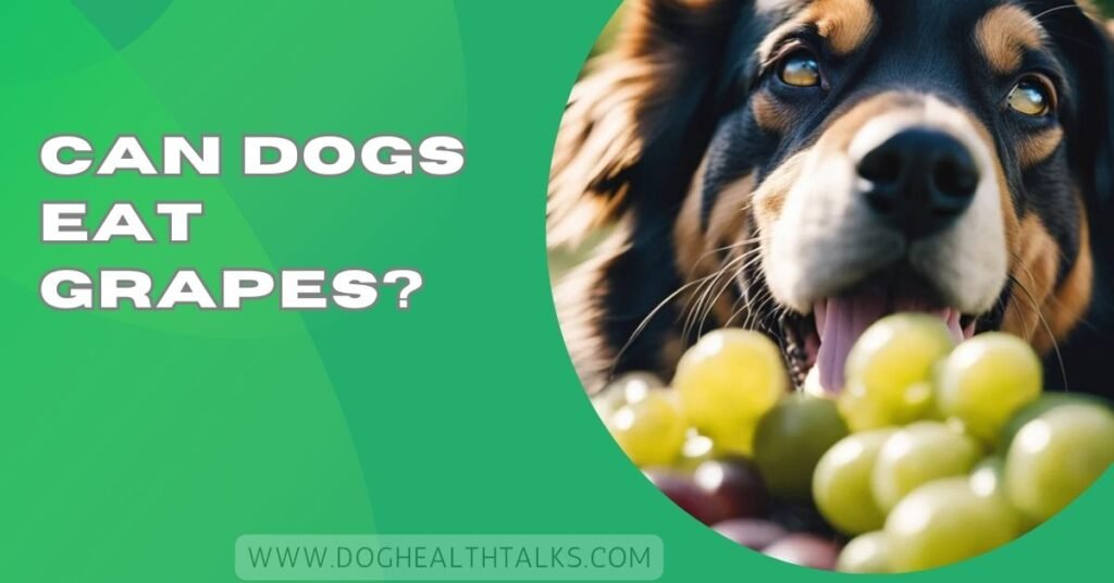 Can Dogs Eat Grapes?