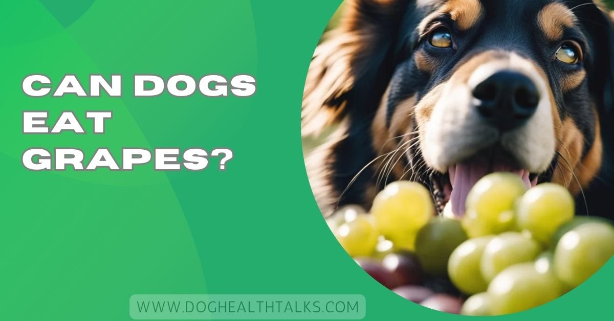 Can Dogs Eat Grapes? – Don’t Miss This Safety Guide!