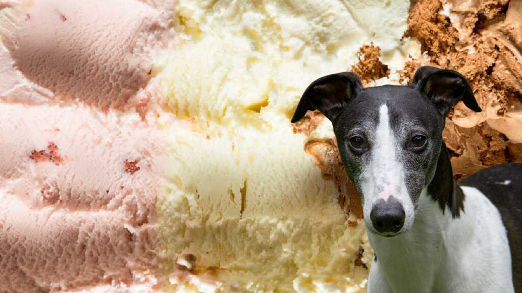 Can Dogs Eat Taro Ice Cream