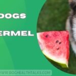 Can Dogs Eat Watermelon?