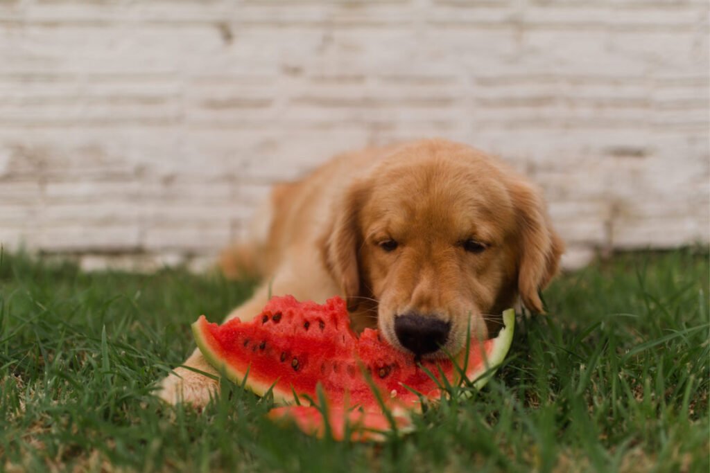 Can Dogs Eat Watermelon Rind?
