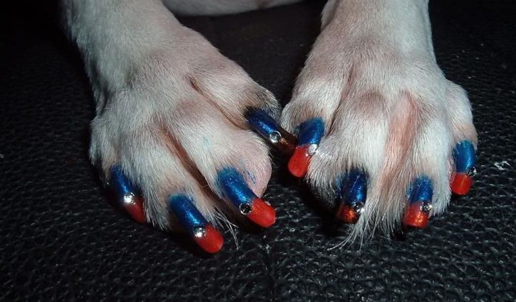 Can I Paint My Dog’s Nails With Acrylic Paint?