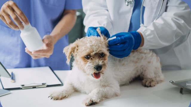 Can cytopoint cause seizures in dogs treatment