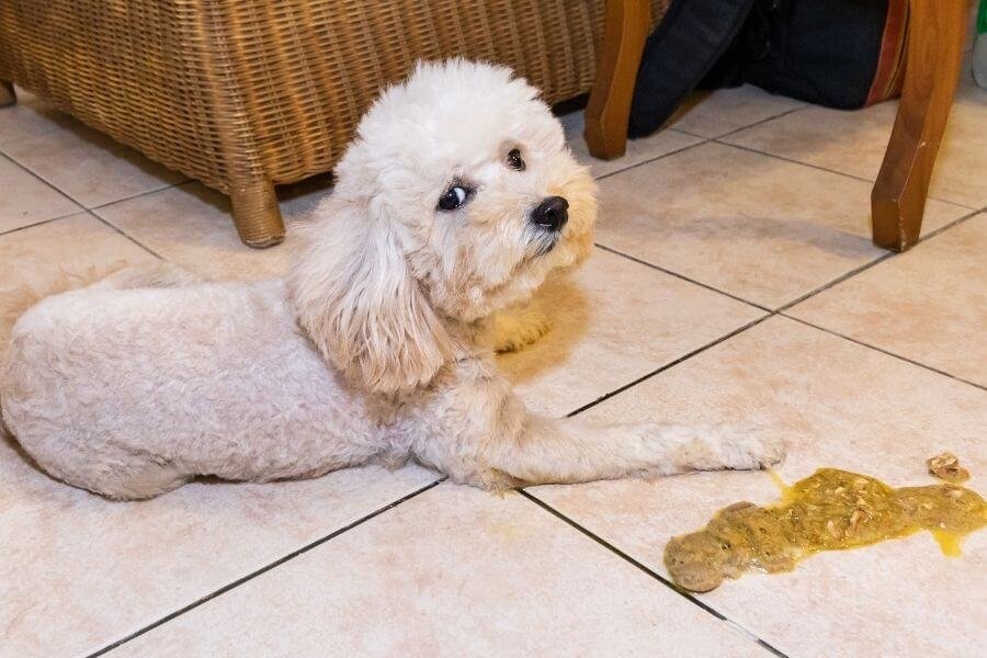 Cleaning Dog Vomit from Wood Floors