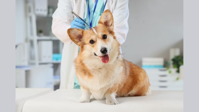 Cytopoint side effects long term
