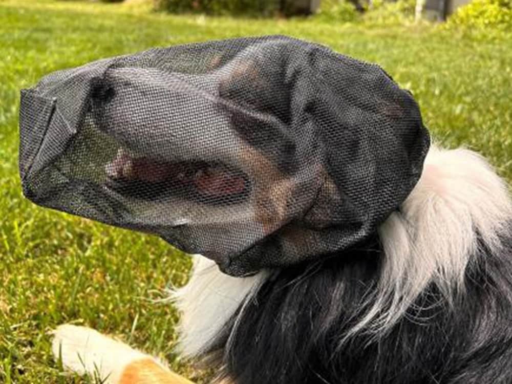 Dog Cough Due to Foxtails