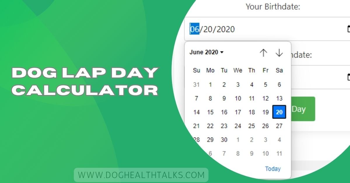 Dog Lap Day Calculator