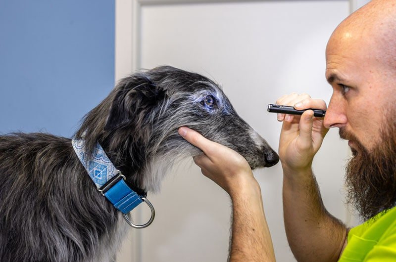 Gastrointestinal Distress