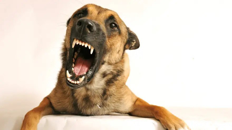 How To Stop a Dog From Barking