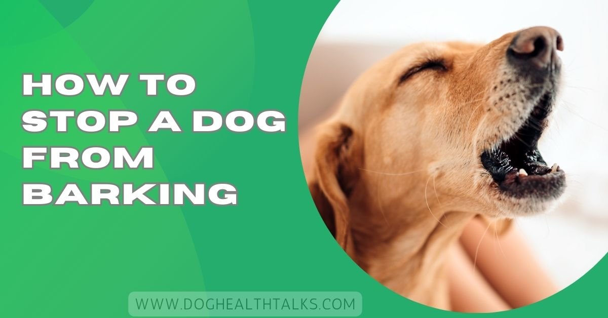 How to Stop a Dog From Barking