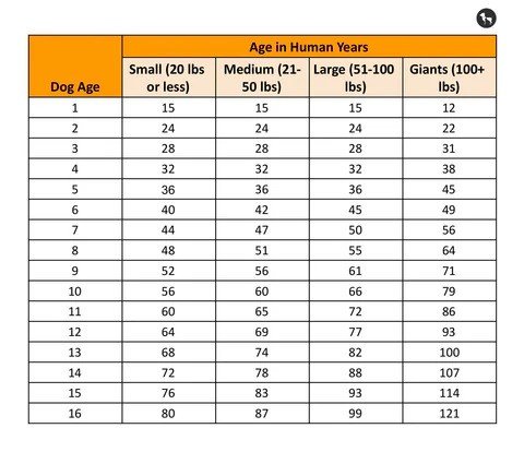 Human Years to Dog Years Calculator