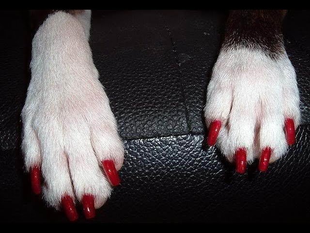 Painting a Dog’s Nails Safely