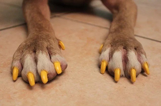 The Risks of Painting a Dog’s Nails
