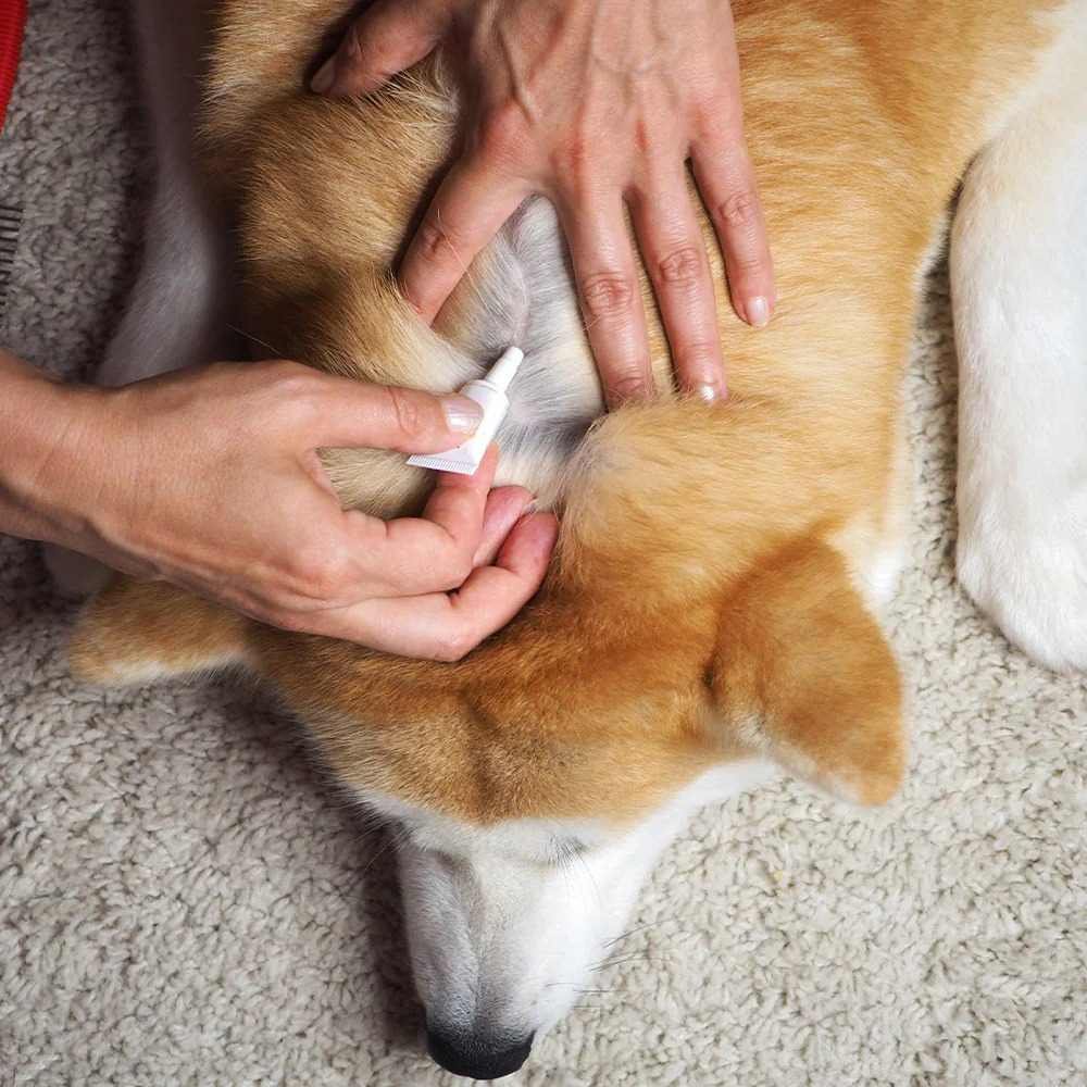 The Role of Flea Control Products